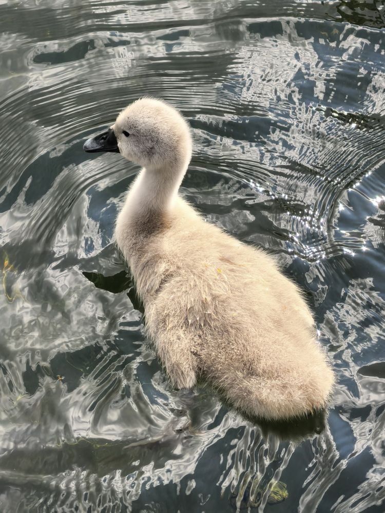 Фотография автора Елена Охапкина