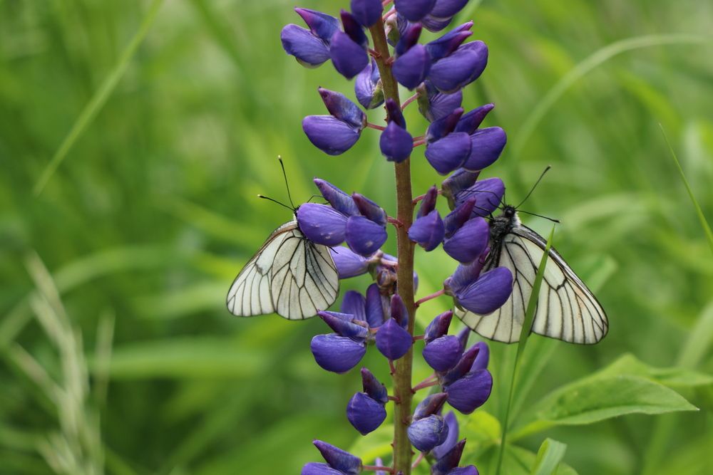 Бабочки на люпине