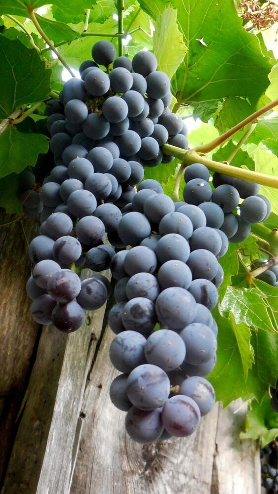 Фотография автора Павел Попов