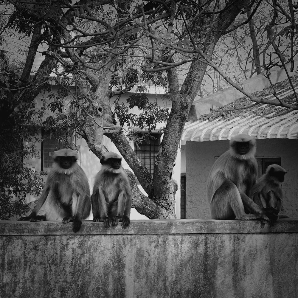 Photograph by Ronak Dawne