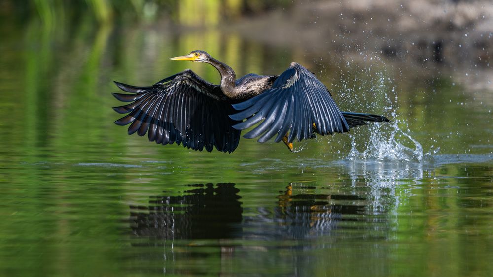 A moment of breakout