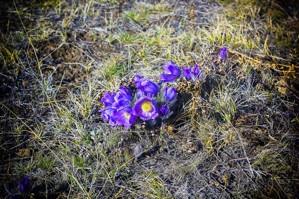 Подснежники.