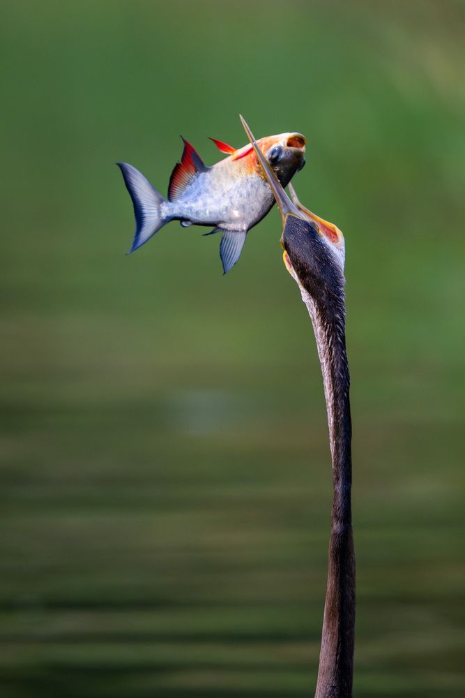 Photograph by Minh Vu Pham