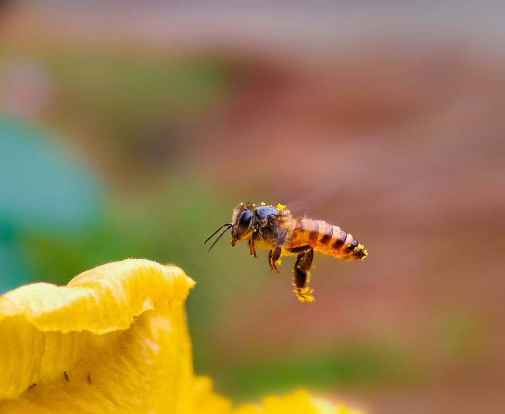 Photograph by ANTU MONDAL