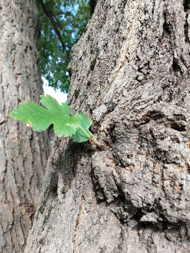 \"Мне бы в небо...\"