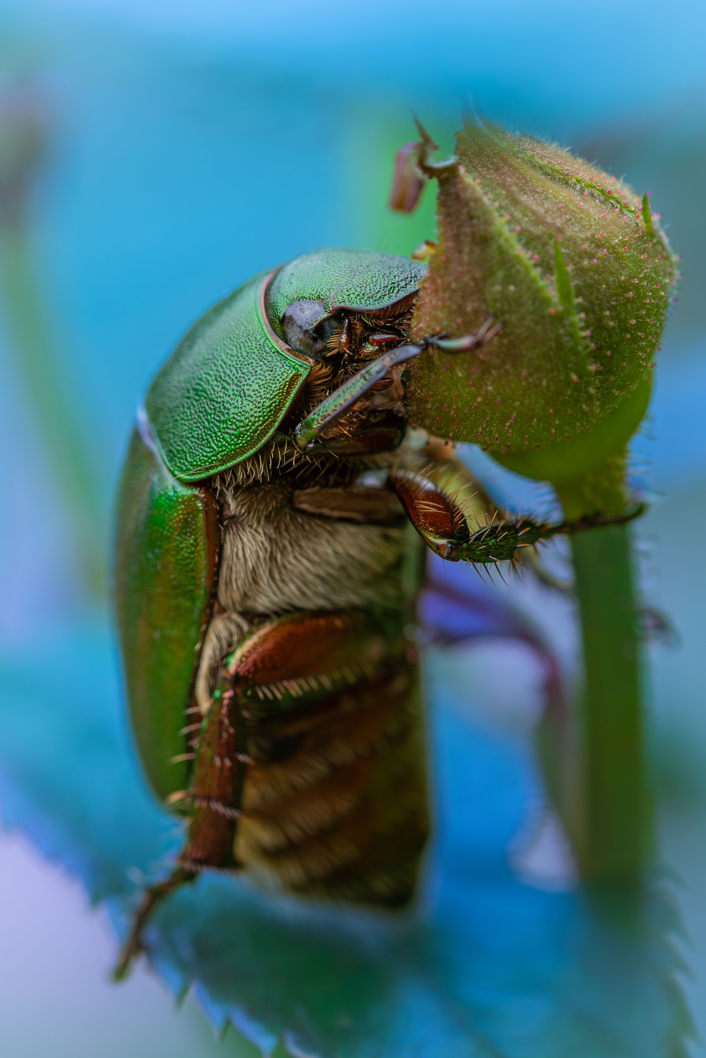 Photograph by Suzuki Ryuta