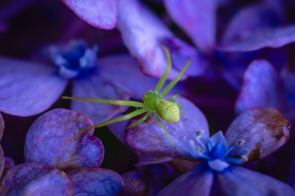 Photograph by Suzuki Ryuta