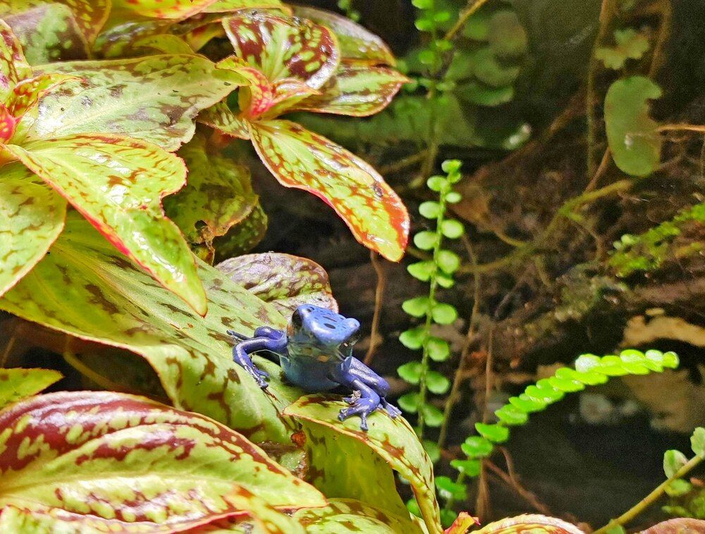 Ядовитая лягушка