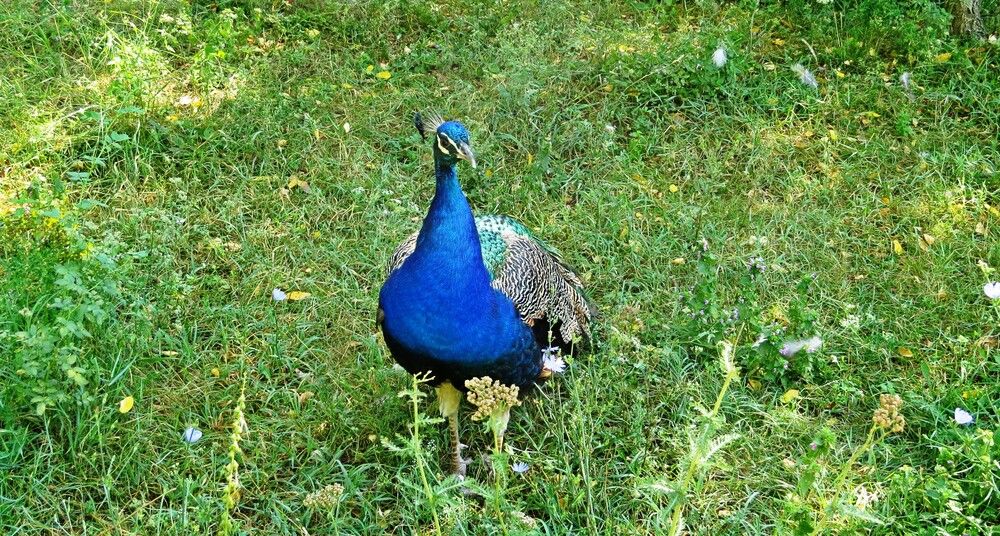 Павлин гуляющий сам по себе