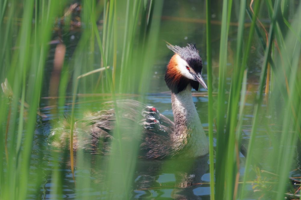 Под строгим присмотром