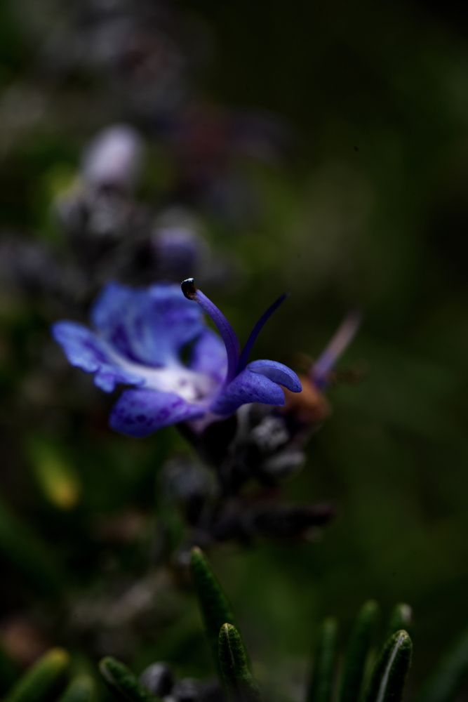 Photograph by Ikuta Hidenori