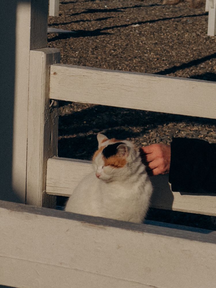 Photograph by Анастасия Короленко