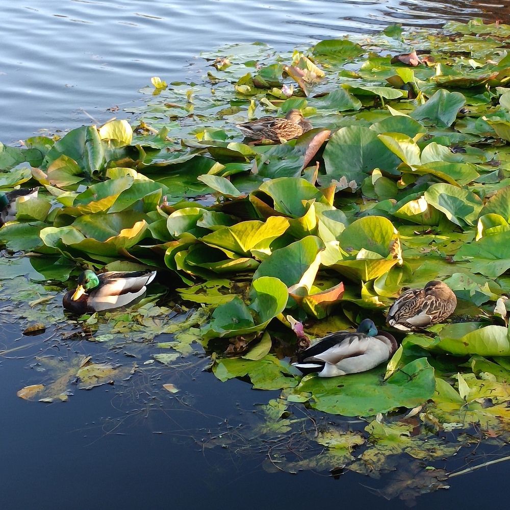 Photograph by Ирина Шведчикова