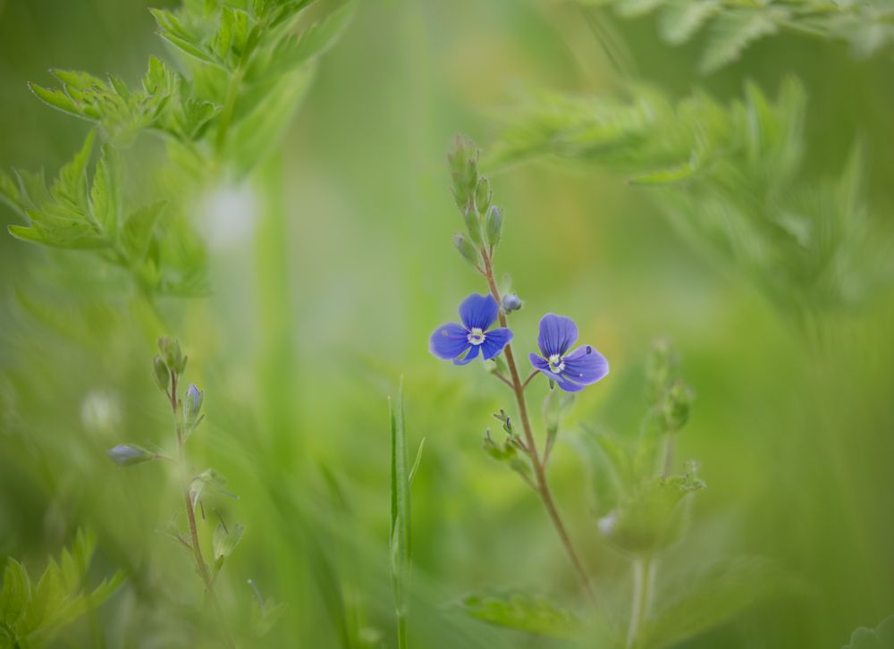 Photograph by Елена Хорохорина