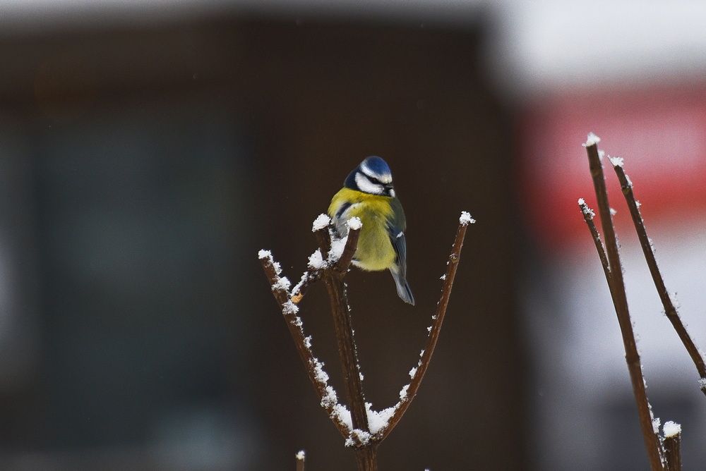 A tit