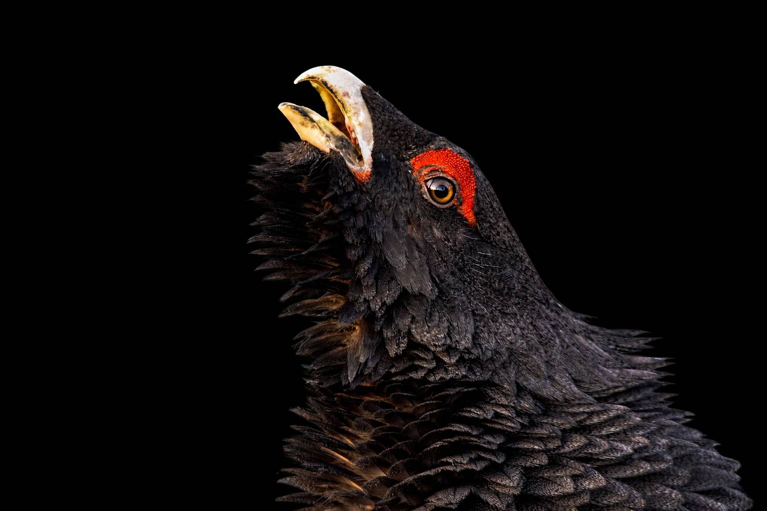 Фотография #13161013