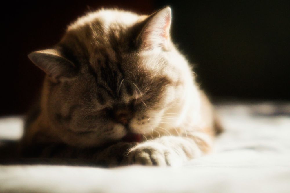 Утренняя заря