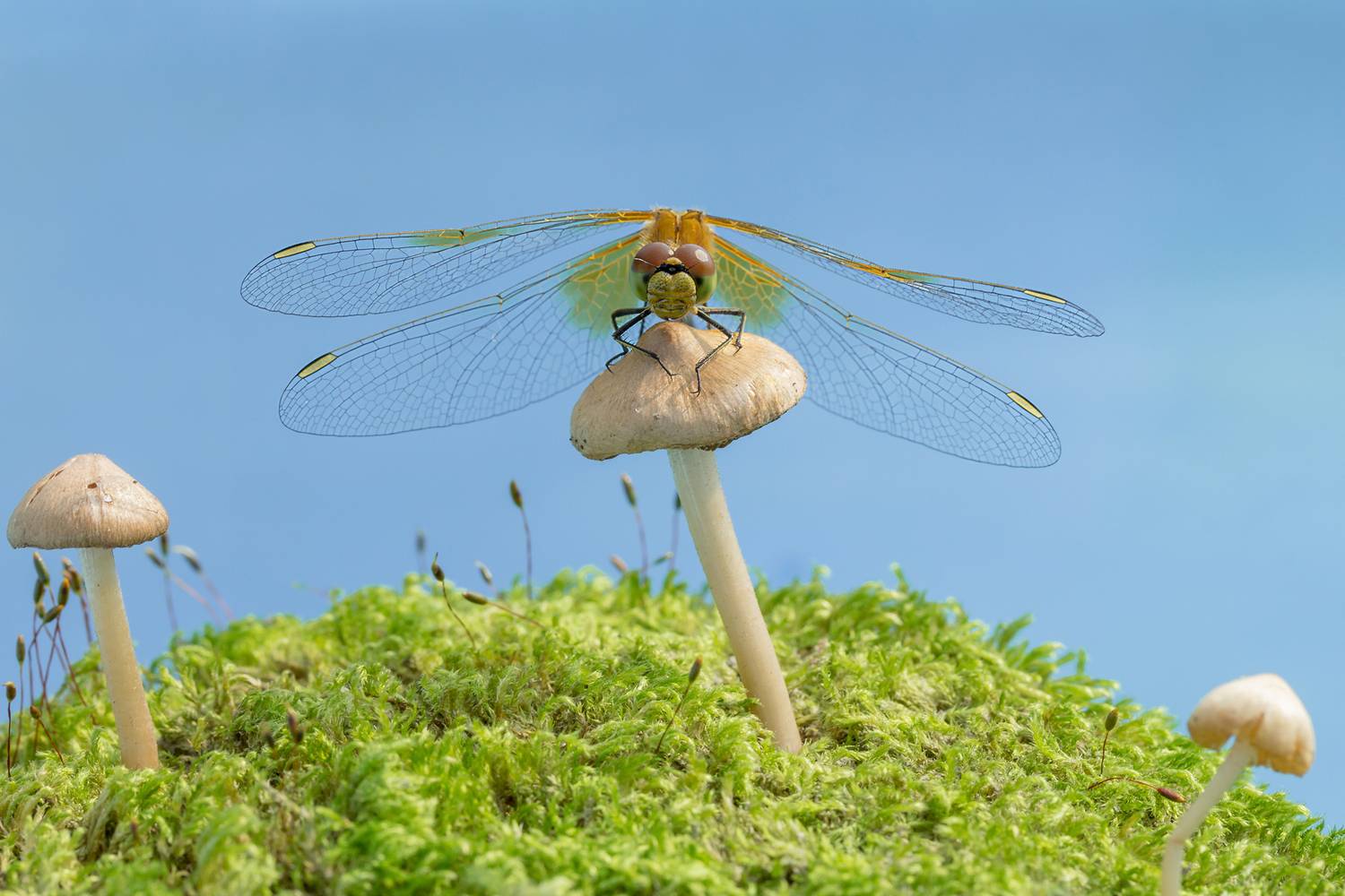 Фотография #13161231