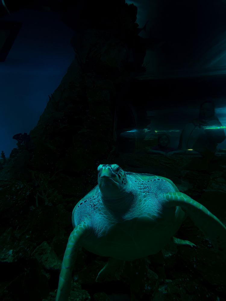 Фотография автора Константин Шипицын