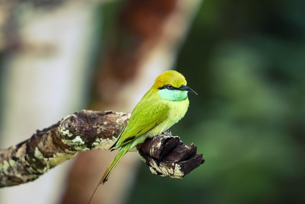 Photograph by Dipanjan Ray