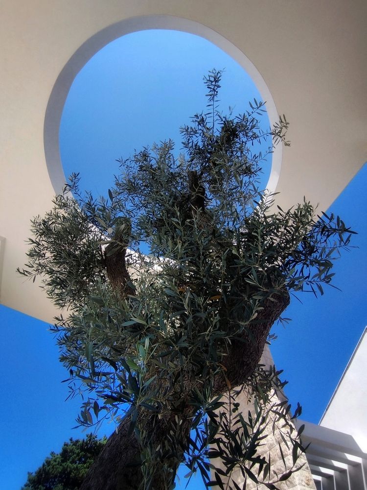 Фотография автора JELENA VASIC