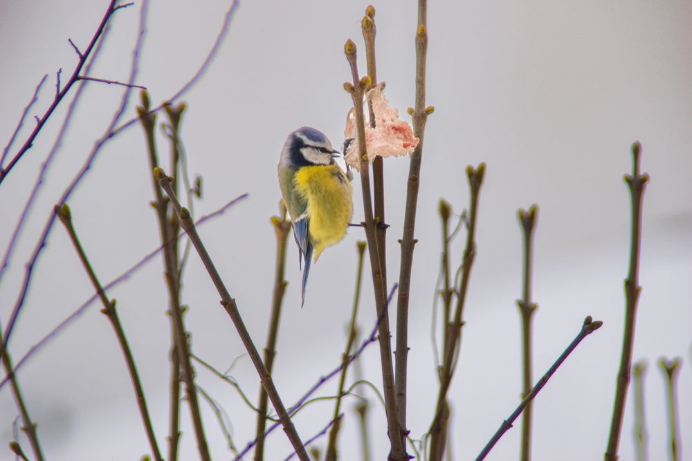 Photograph by Андрей Куракин