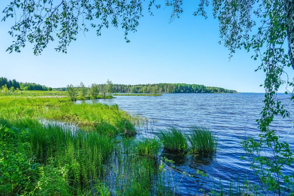 На берегу озера