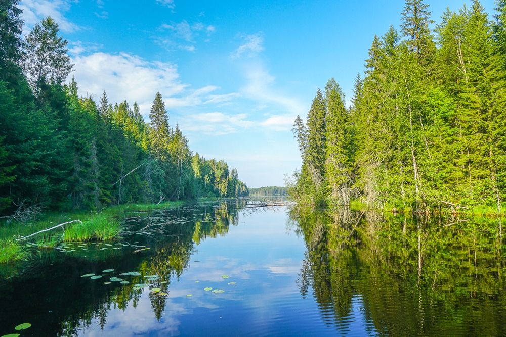 Лесная река