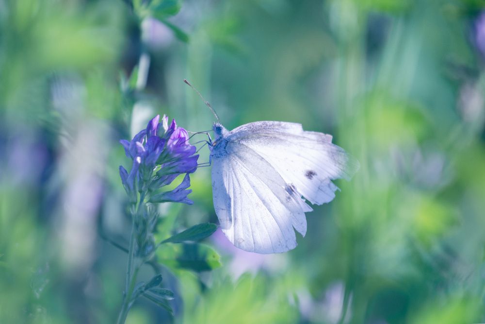 Photograph by ЕЛЕНА Рохо-Фернандес