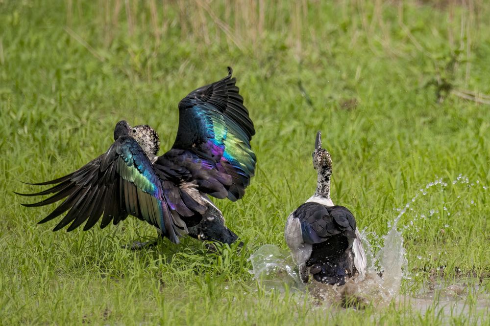 Фотография автора Варвара Дронова