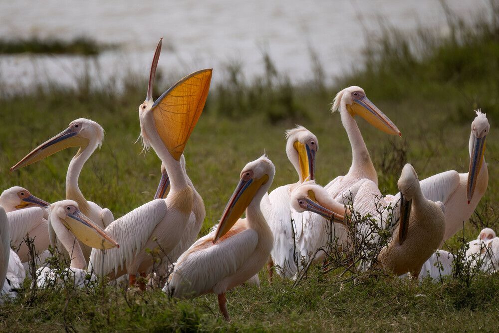 Фотография автора Варвара Дронова