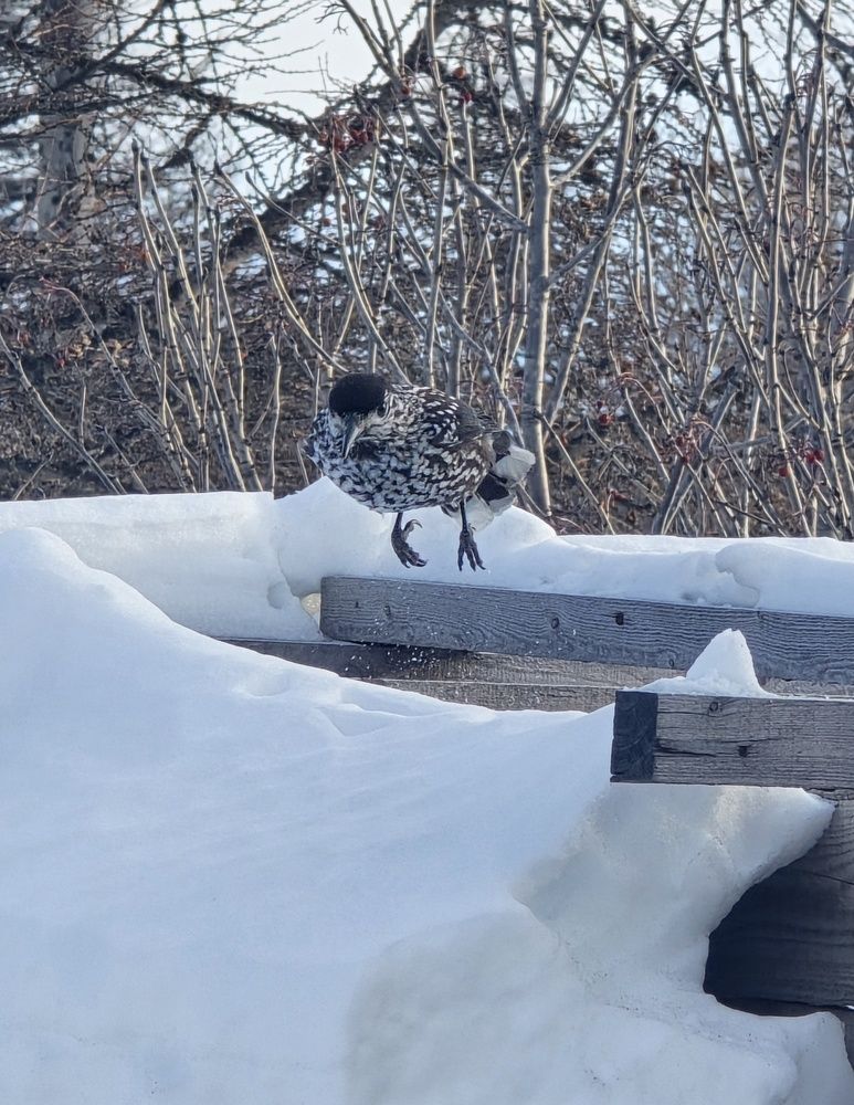 Photograph by Лариса Ким