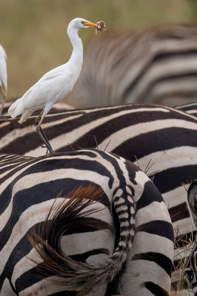 Фотография автора Варвара Дронова