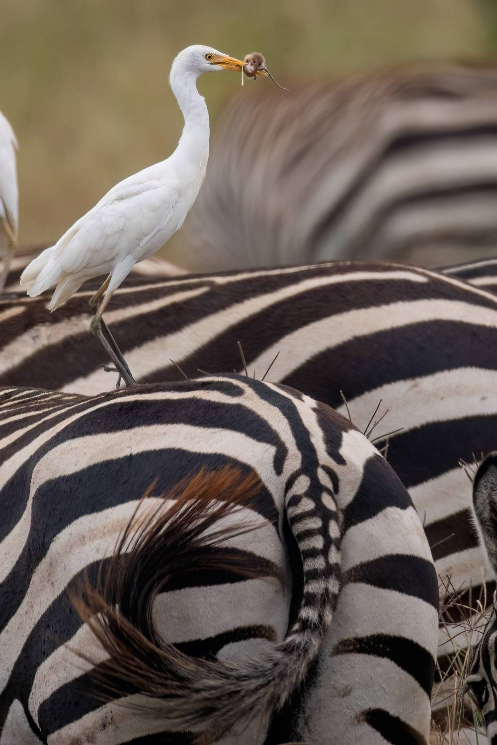 Фотография #13161596