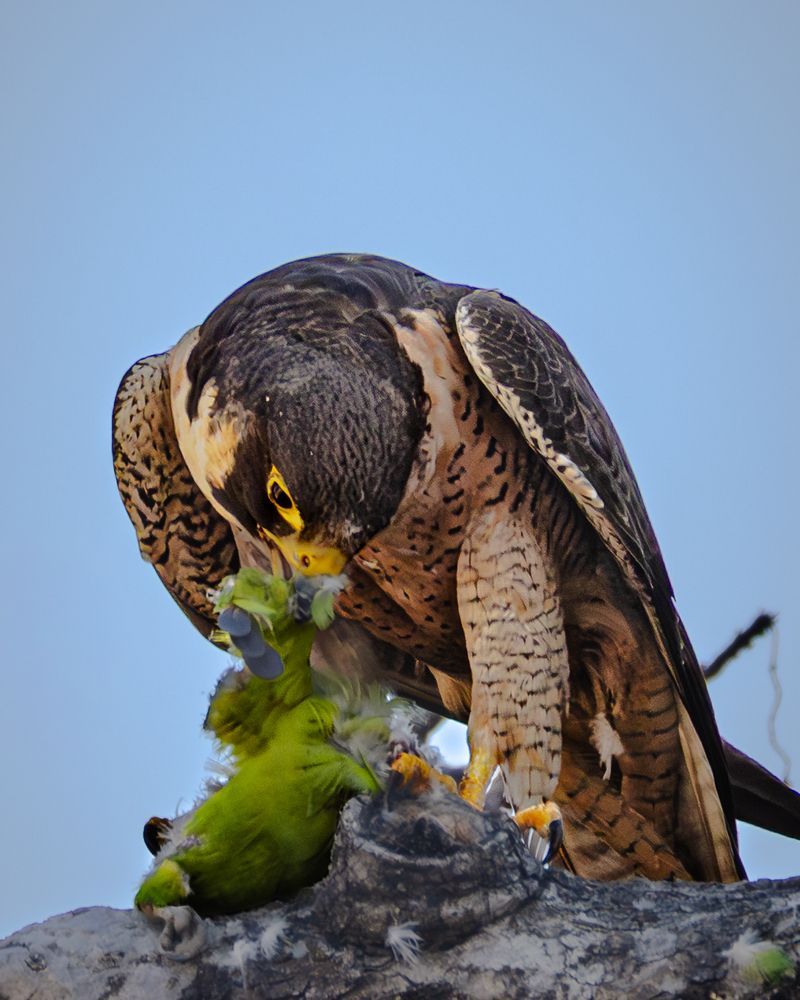 The Precision of Hunger