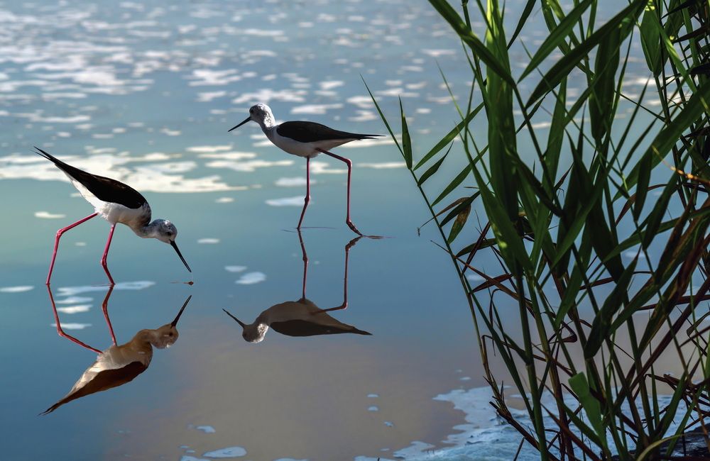 Утро ходулочников