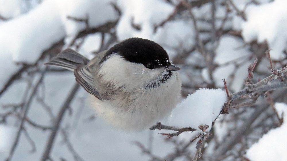 Photograph by Alexsandr Gl