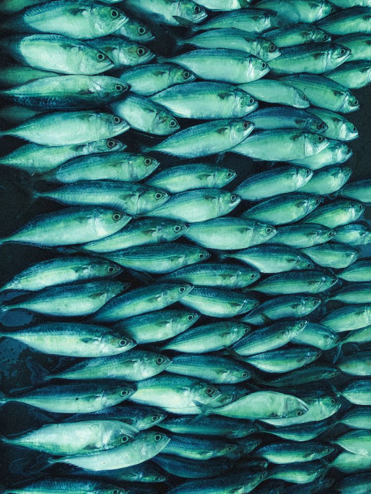 Photograph by Taha heydari