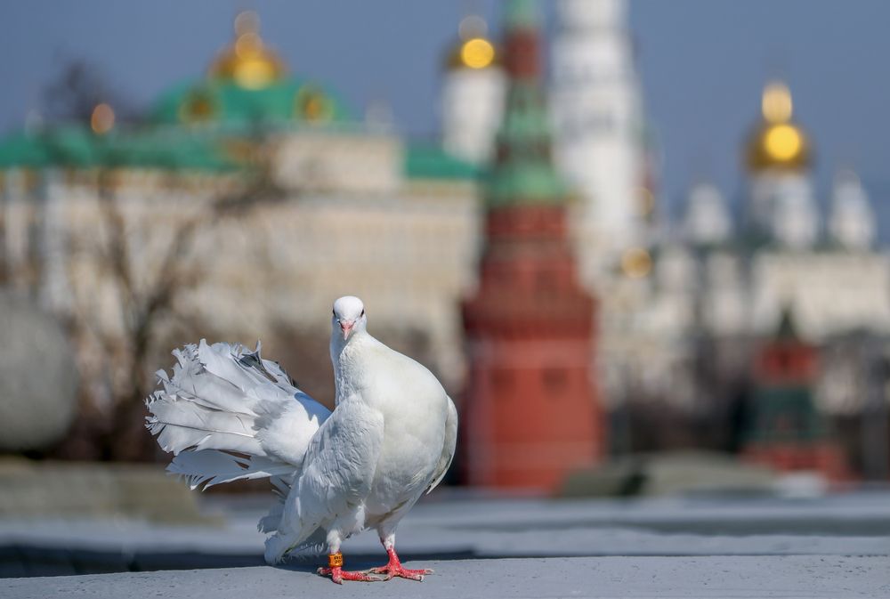 Photograph by Лариса Рулёва