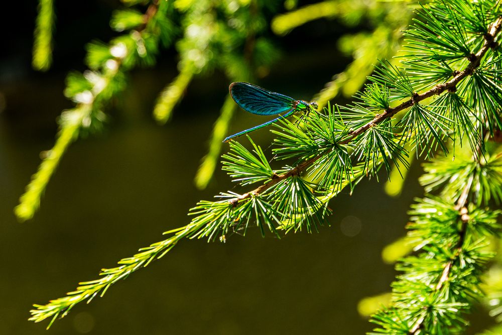 Photograph by Nikolai Barchan
