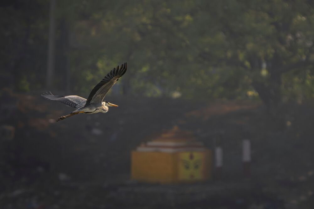 Photograph by mahadevan Arige