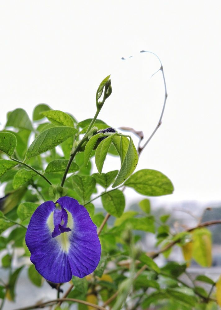 Photograph by Moon Moon Hossain