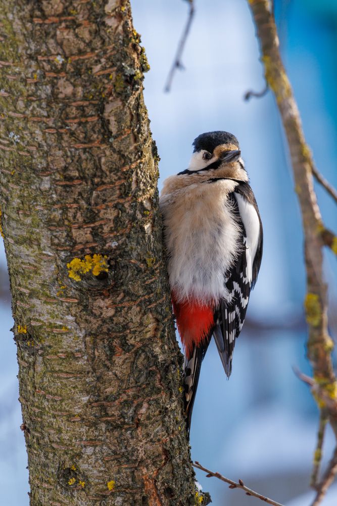 Большой пёстрый дятел