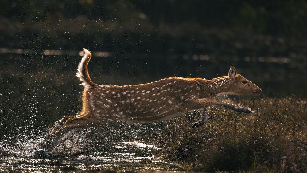 Photograph by MUKESH RAJAN S