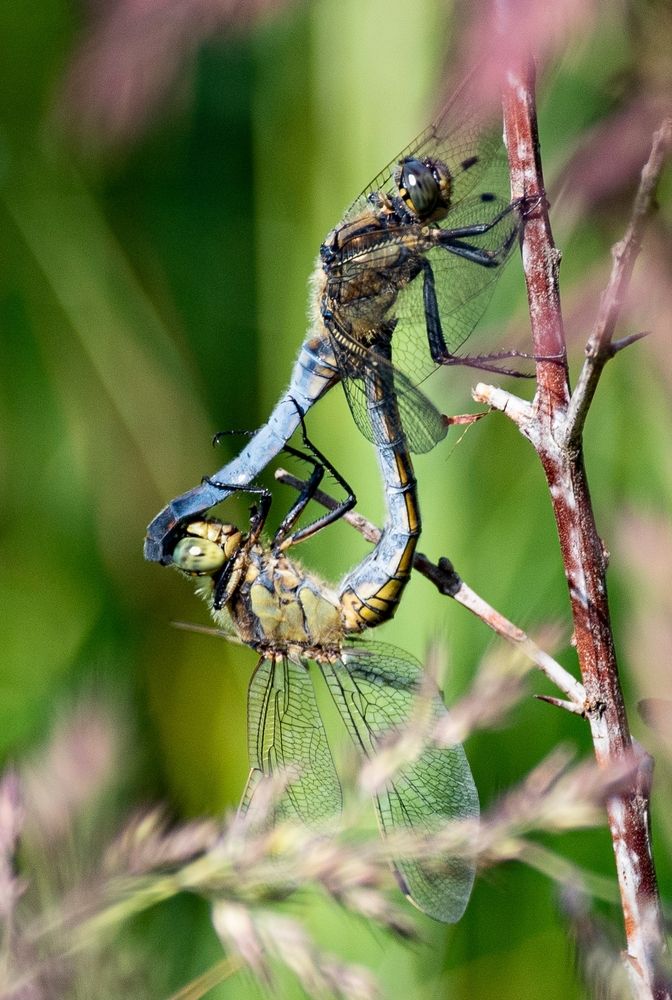 Фотография автора Gurdina Lena