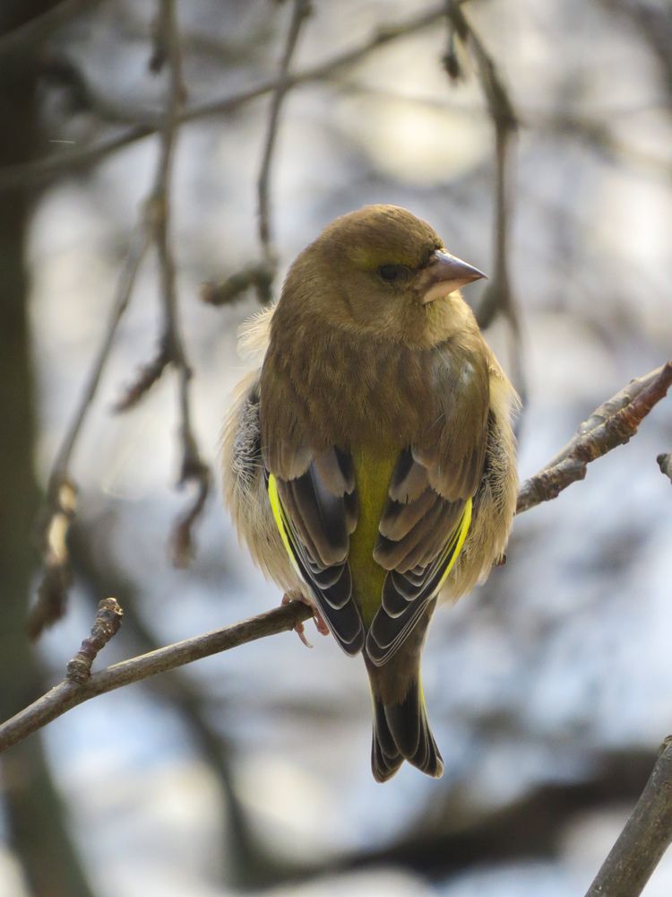 Фотография автора Марина Алексеевская