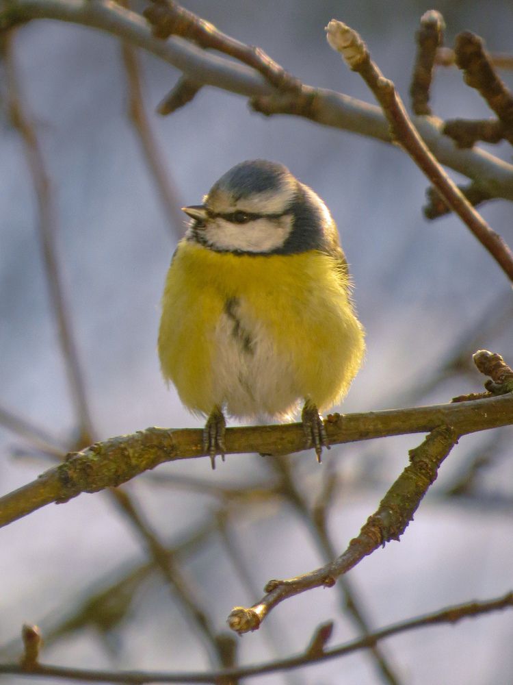Фотография автора Марина Алексеевская