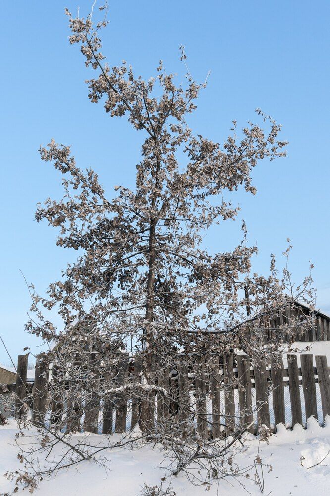 Фотография автора Максим Грибанов