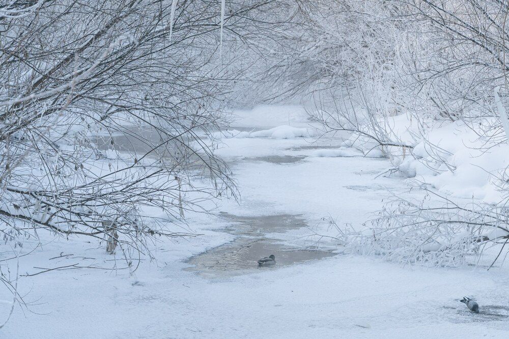 Фотография автора Максим Грибанов