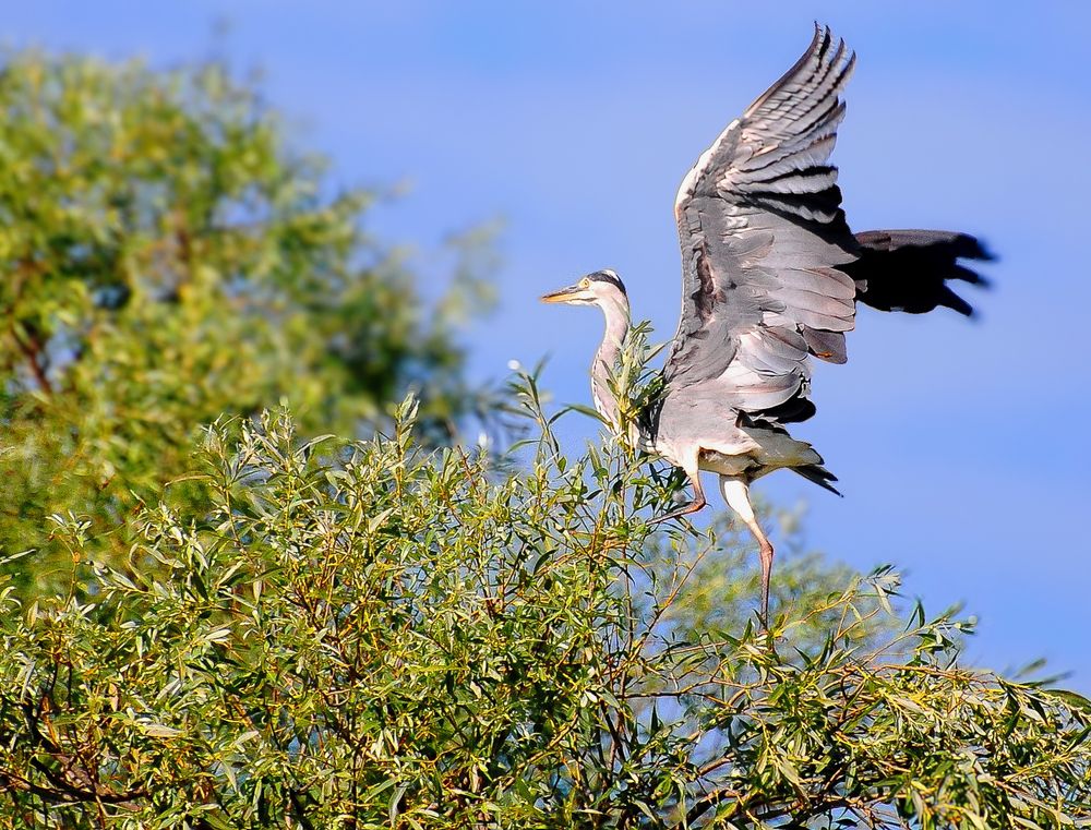 Путь к вершине